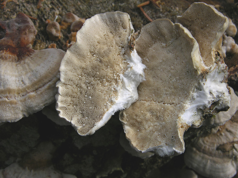 Trametes da determinare.